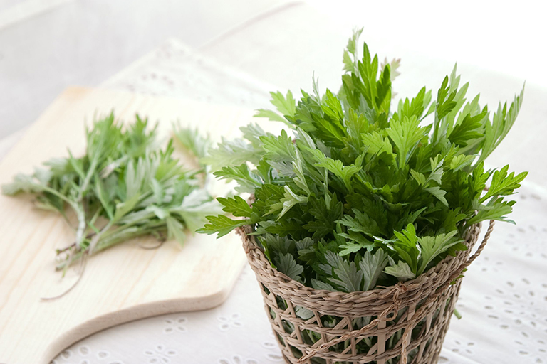 Mách bạn bài thuốc dân gian ngải cứu trị ho hiệu quả