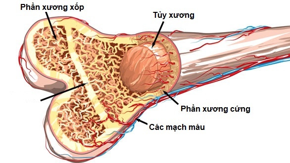 Magnesium Phosphate là gì? Chất dinh dưỡng đa lượng quan trọng của cơ thể 4.jpg