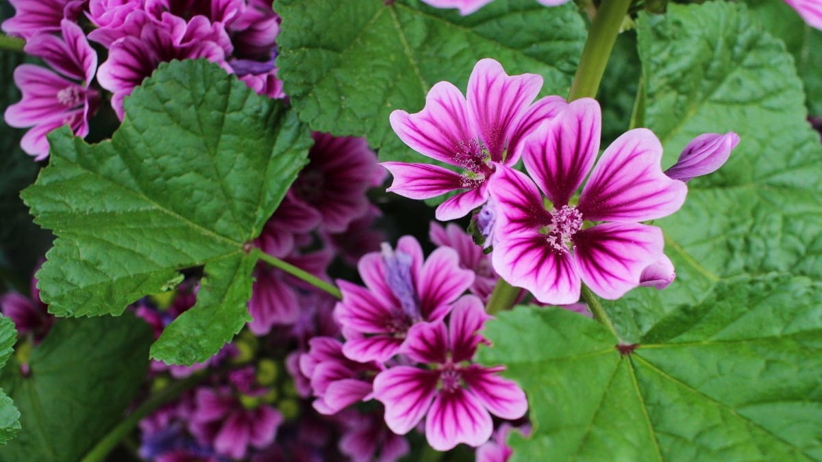 Mallow là gì? Công dụng của Mallow trong mỹ phẩm 1