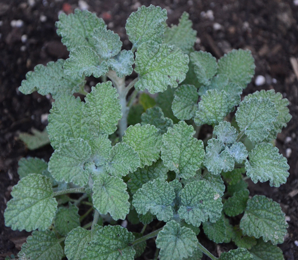 cây húng đắng lông trắng