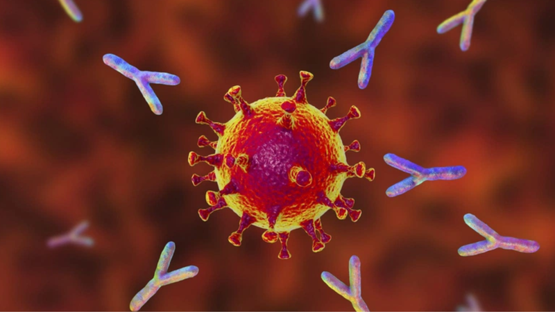 Miễn nhiễm là gì? Cơ chế miễn nhiễm với bệnh của cơ thể là gì? 4