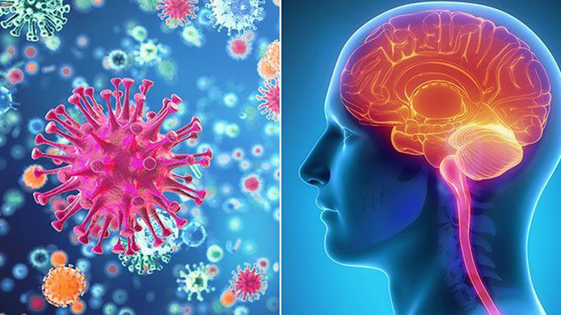 Muỗi nguy hiểm như thế nào? Những tác hại của muỗi là gì? 3