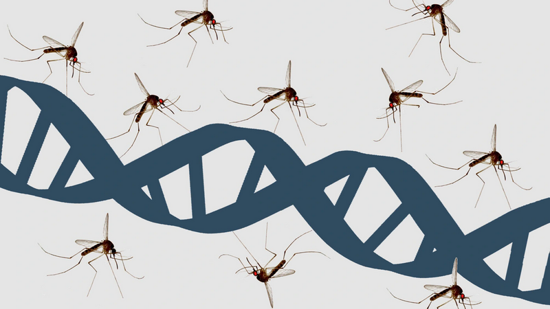Muỗi nguy hiểm như thế nào? Những tác hại của muỗi là gì? 5