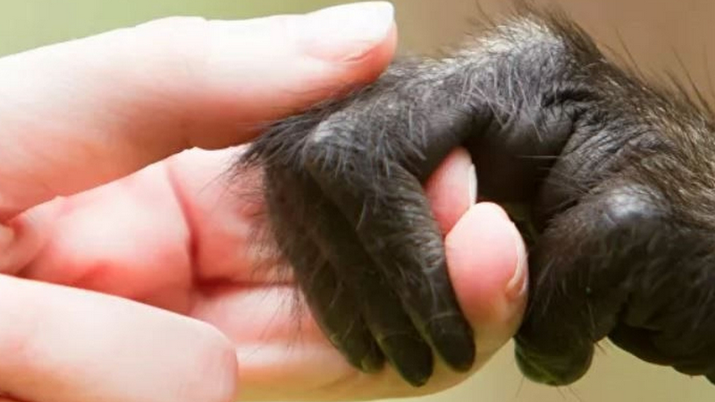 Người trưởng thành nên tiêm định kỳ vacxin đậu mùa khỉ theo khuyến nghị của CDC (Mỹ) 2