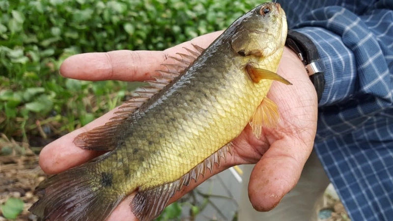 Những loại cá tốt cho sức khỏe bạn nên biết 2