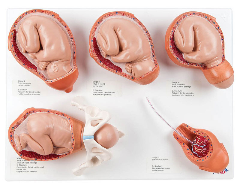 Sinh lý chuyển dạ 02