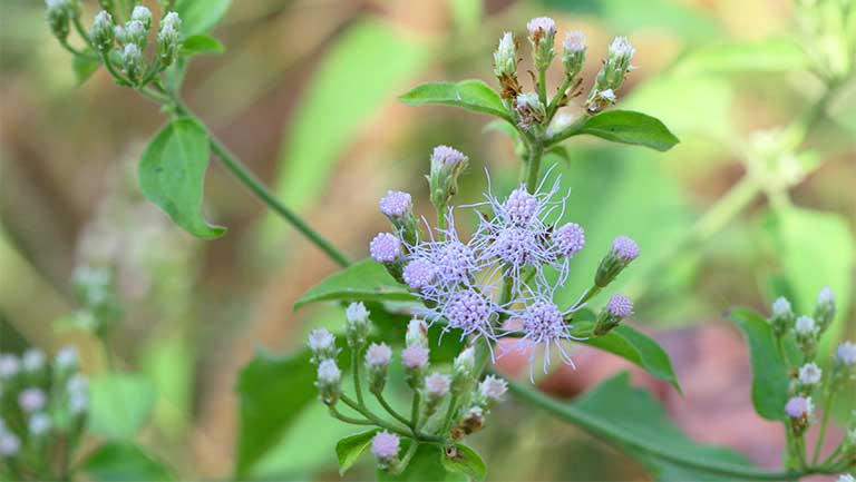 Sử dụng cây cộng sản chữa viêm xoang có hiệu quả không 2