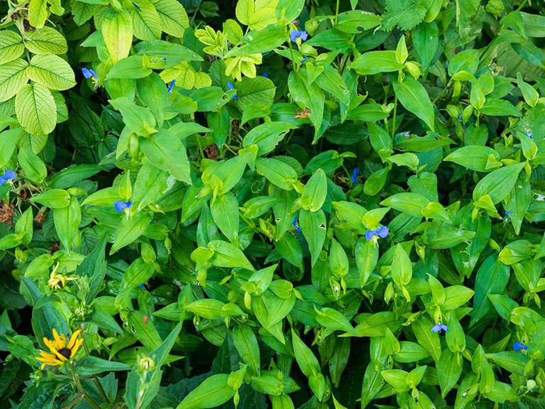 dược liệu thài lài trắng