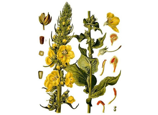 Thảo bản bông vàng