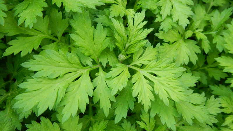 Trẻ bị cảm cúm tắm lá gì an toàn và hiệu quả? 3