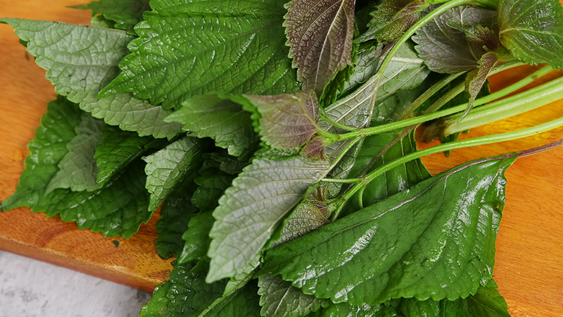 Trẻ bị cảm cúm tắm lá gì an toàn và hiệu quả? 4