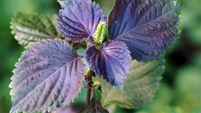 Việc dùng lá tía tô trong thai kỳ: Bà bầu có được dùng lá tía tô không? 1