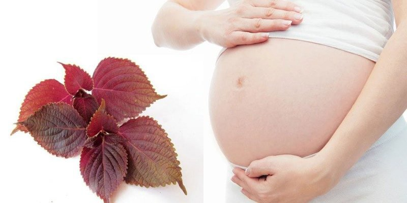 Việc dùng lá tía tô trong thai kỳ: Bà bầu có được dùng lá tía tô không? 2