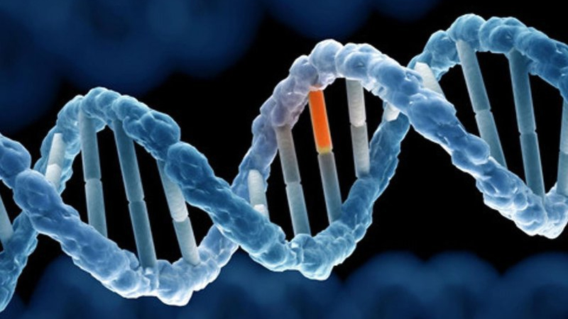 Ý nghĩa của Gen APC và tác động đến cơ thể con người 1