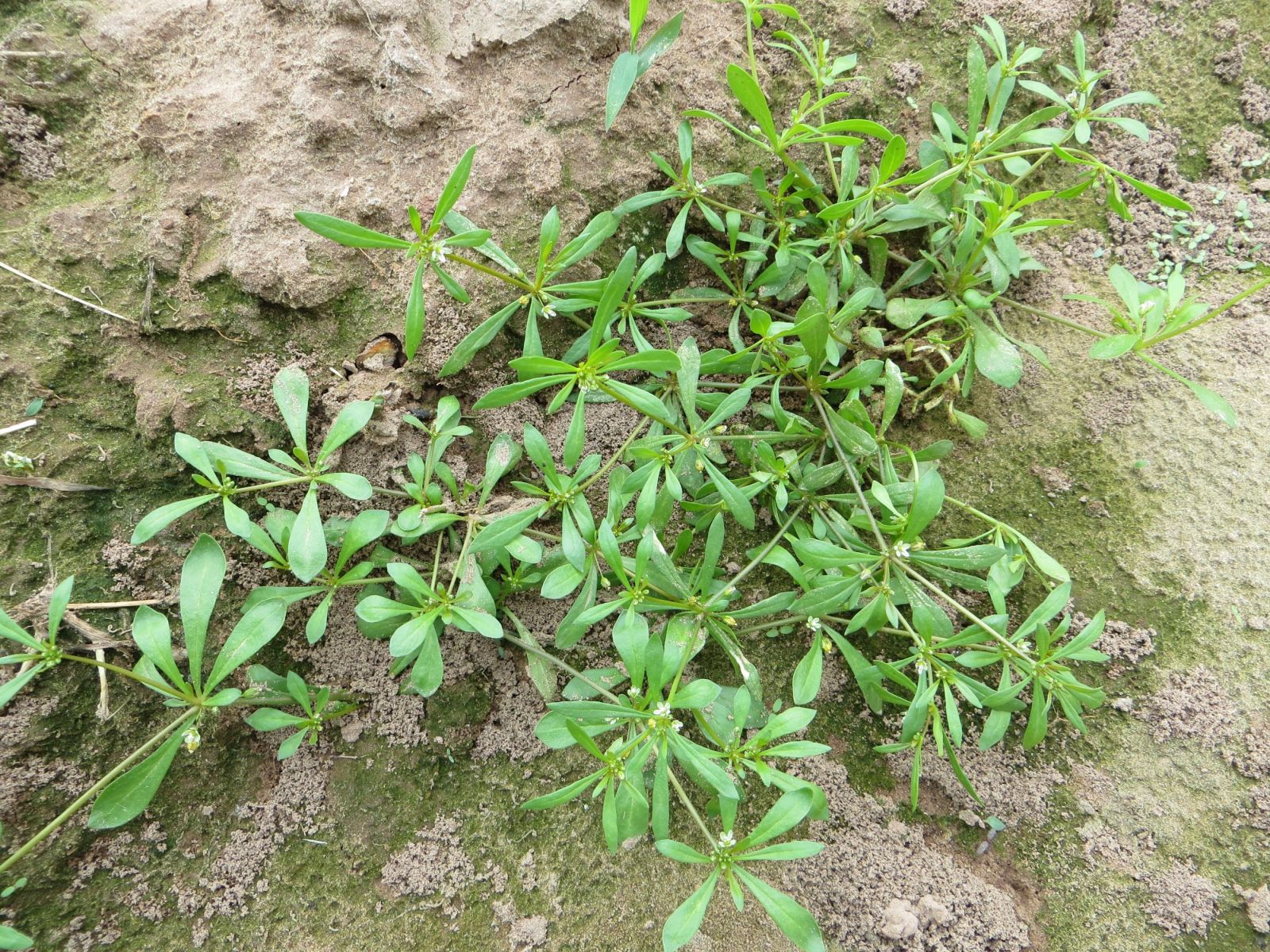 công dụng của rau đắng đất