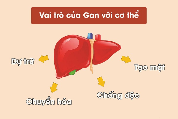 Ăn gì tốt cho gan? 12 thực phẩm không thể bỏ qua để nuôi dưỡng gan khoẻ mạnh 4