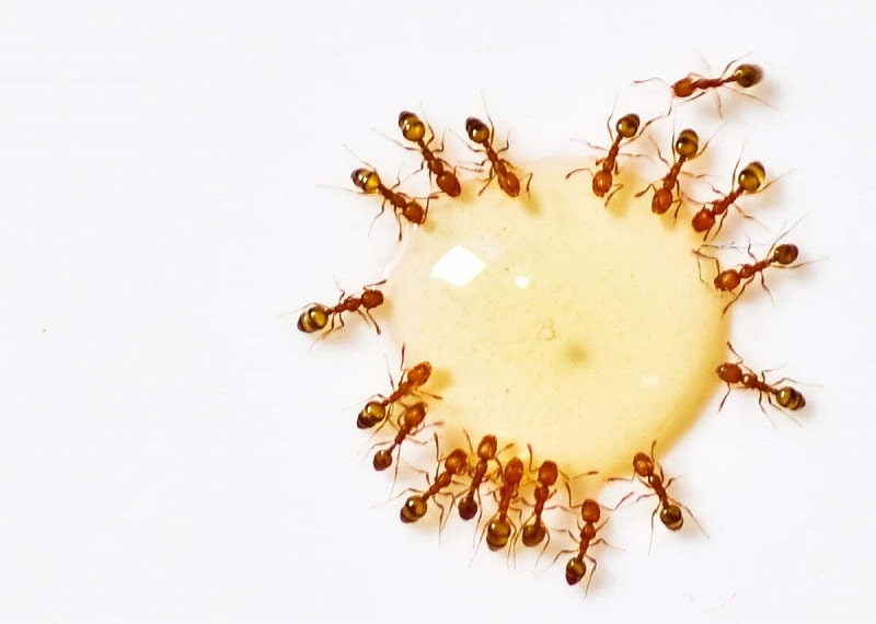 Ăn kiến có sao không? 1