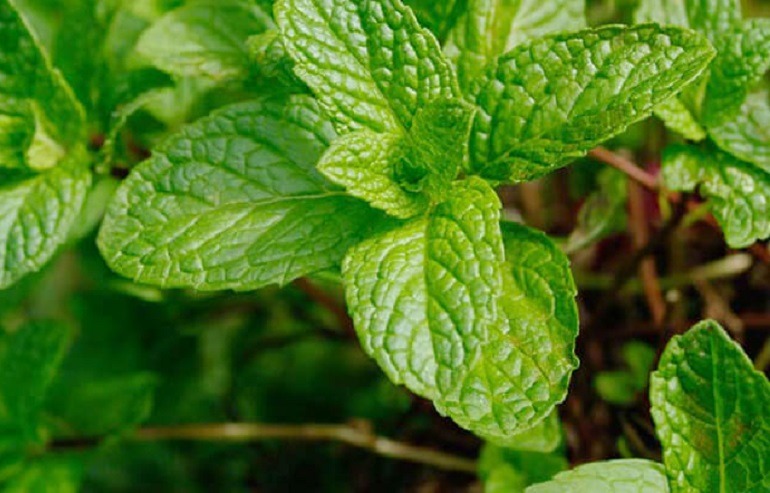 Ăn nhiều rau húng lủi có tốt không? Nên ăn rau bao nhiêu thì đủ?1