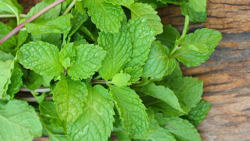 Ăn nhiều rau húng lủi có tốt không? Nên ăn rau bao nhiêu thì đủ?3