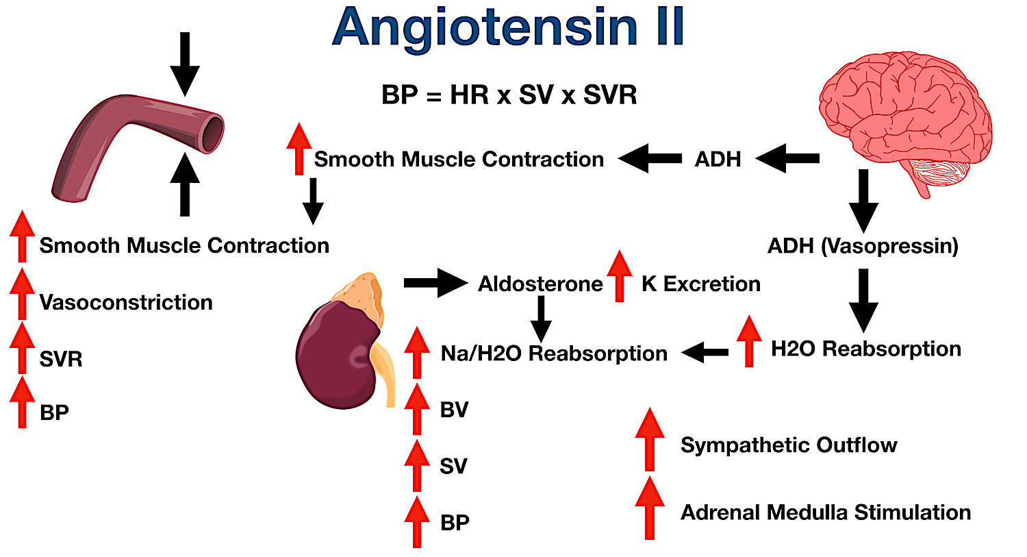 Cơ chế hoạt động cuả Angiotensin II