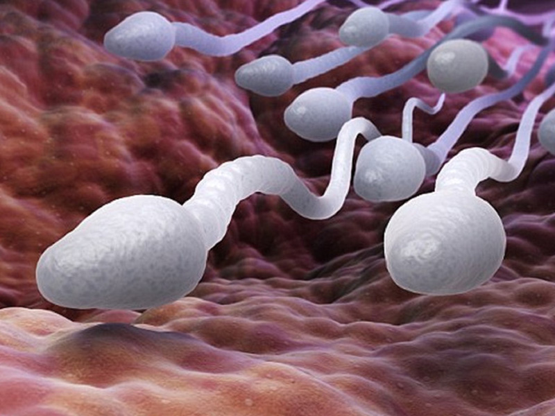 Azoospermia là gì? Những thông tin cần biết 1