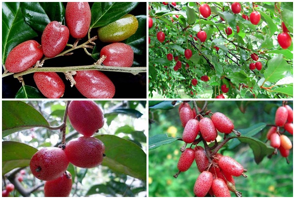 Bà bầu có nên ăn quả nhót không? Những lợi ích của quả nhót với bà bầu 2