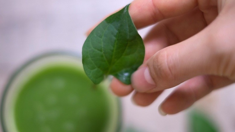 Bà bầu uống nước ép diếp cá được không? Tác dụng của nước ép diếp cá với bà bầu 1