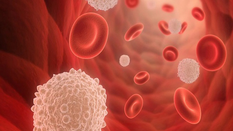 Bạch cầu là gì? Số lượng bạchBạch cầu là gì? Số lượng bạch cầu trong cơ thể là bao nhiêu? 1 cầu trong cơ thể là bao nhiêu?