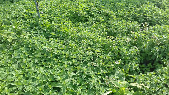 Levomenthol là gì? Công dụng của Levomenthol với làn da-1