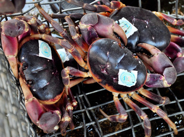 Các loại cua biển phổ biến ở Việt Nam và lợi ích khi ăn cua 3