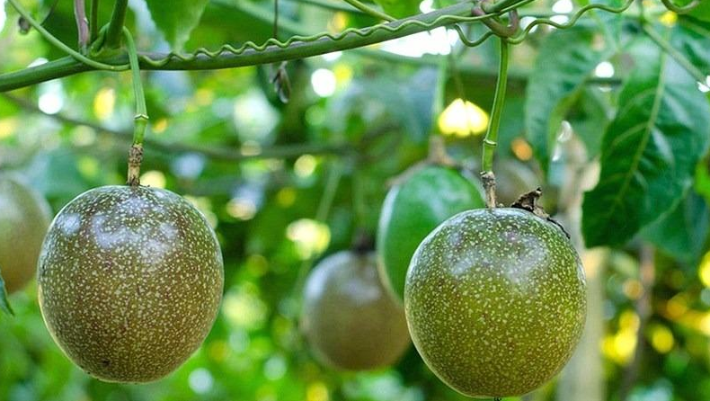 Chanh dây có mấy loại? Giá trị dinh dưỡng và công dụng với sức khỏe? 1