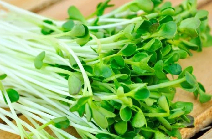 Có nên cho trẻ ăn rau mầm? Rau mầm có tác dụng gì với trẻ nhỏ? 1