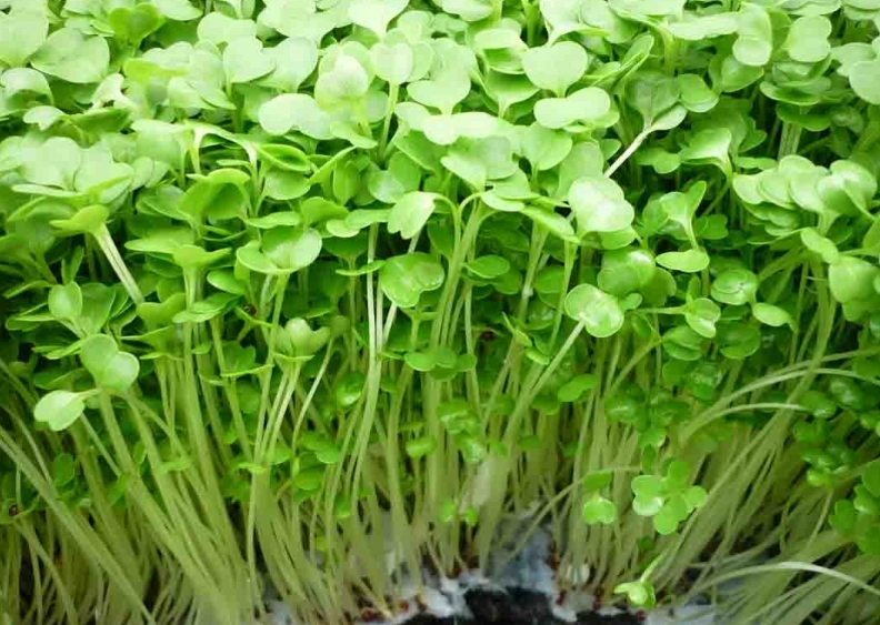 Có nên cho trẻ ăn rau mầm? Rau mầm có tác dụng gì với trẻ nhỏ? 3