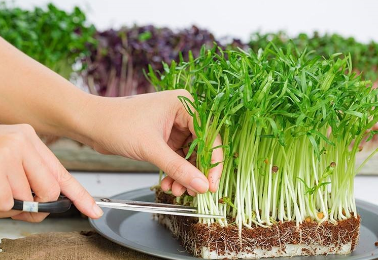 Có nên cho trẻ ăn rau mầm? Rau mầm có tác dụng gì với trẻ nhỏ? 4