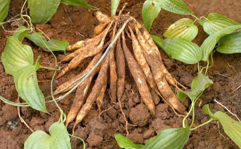 Điểm qua 5 sản phẩm chứa bách bộ được nhiều người tin dùng 1