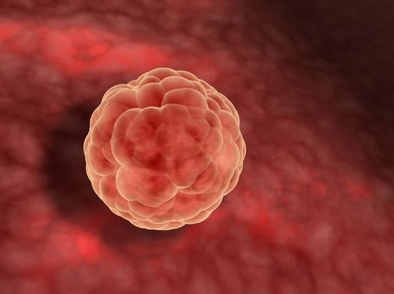 Giải đáp: Phôi loại 3 có khả năng thụ thai không? 2