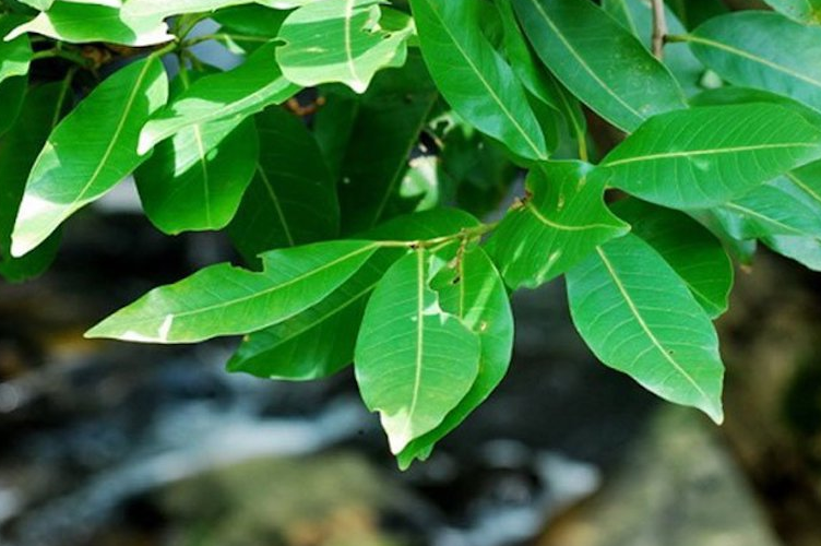 Giải đáp thắc mắc: Chữa viêm đại tràng bằng lá vối có tốt không? 1