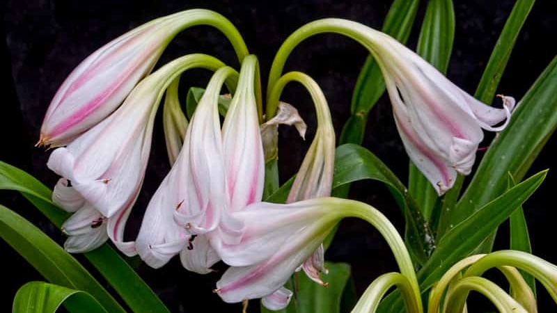 Giải đáp thắc mắc: “Liệu Nga Phụ Khang tốt hay Trinh Nữ Hoàng Cung?” 3