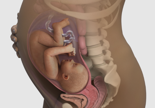 Giải đáp thắc mắc: Thai 34 tuần nặng bao nhiêu? 1