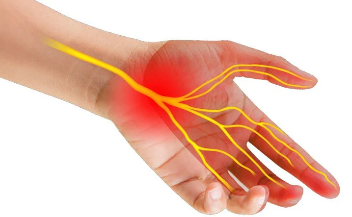 Hệ thần kinh: Cấu tạo, chức năng, hoạt động, các bệnh về thần kinh 3