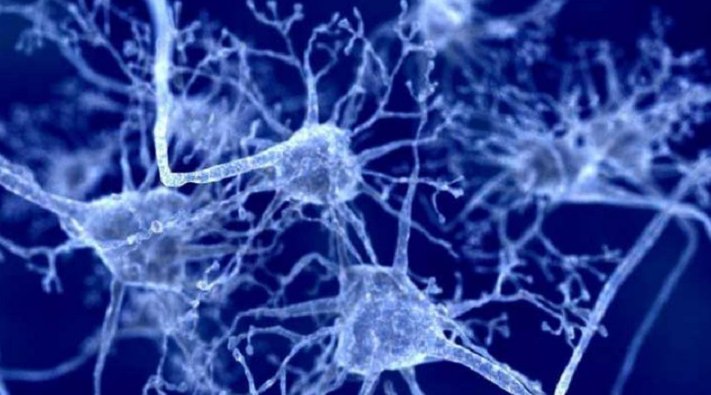 Hệ thần kinh: Cấu tạo, chức năng, hoạt động, các bệnh về thần kinh 2