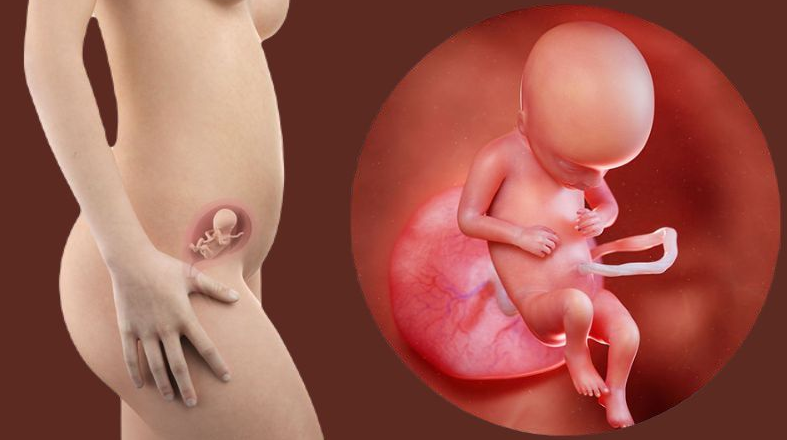 Hình ảnh siêu âm bé trai 17 tuần cho biết điều gì?1