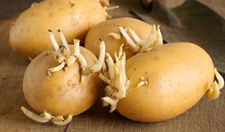 Khoai tây là gì? Công dụng của khoai tây đối với sức khỏe và lưu ý khi ăn 3