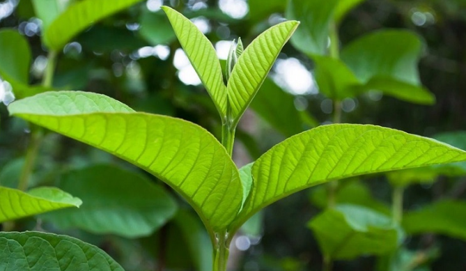 Mách bạn 6 loại lá cây tắm trị ghẻ ngứa an toàn, hiệu quả 2