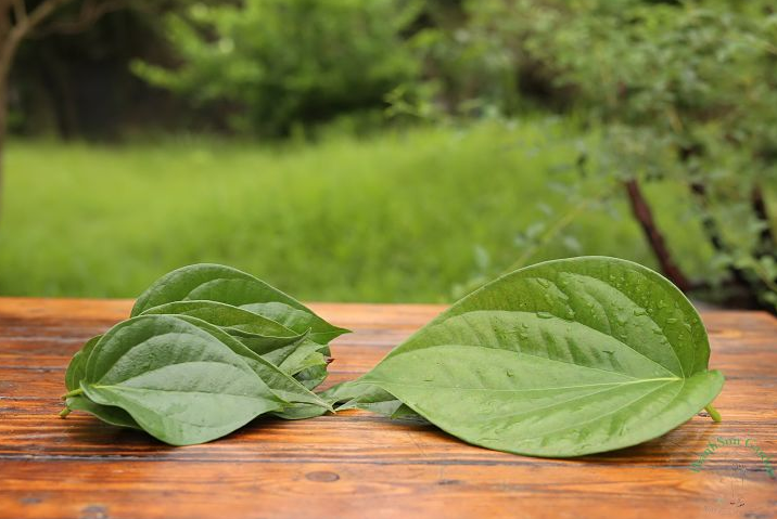 Mách bạn 6 loại lá cây tắm trị ghẻ ngứa an toàn, hiệu quả 4