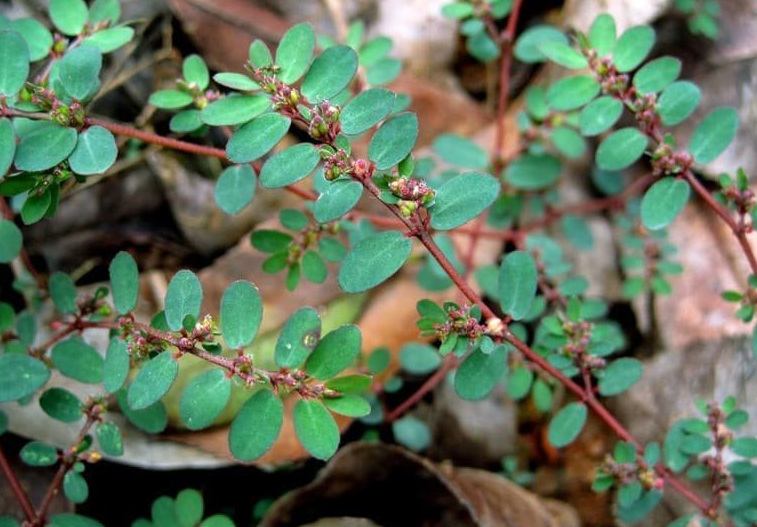 Mách bạn 6 loại lá cây tắm trị ghẻ ngứa an toàn, hiệu quả 3