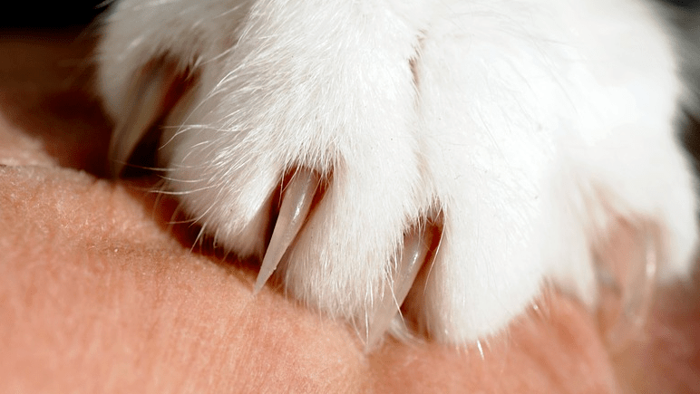 Mèo cào có sao không và cách xử lý khi bị mèo cào? 1