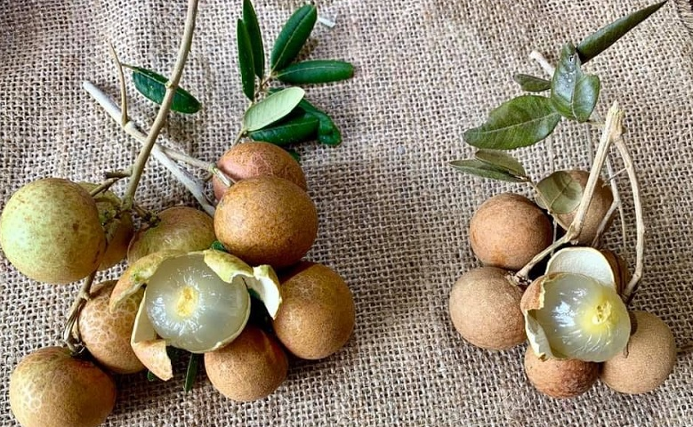 Nhãn xuồng giòn, rất ngọt, mọng nước lại tốt cho sức khỏe 2