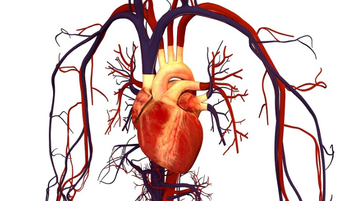 Những yếu tố nguy cơ ảnh hưởng đến hệ tuần hoàn 1