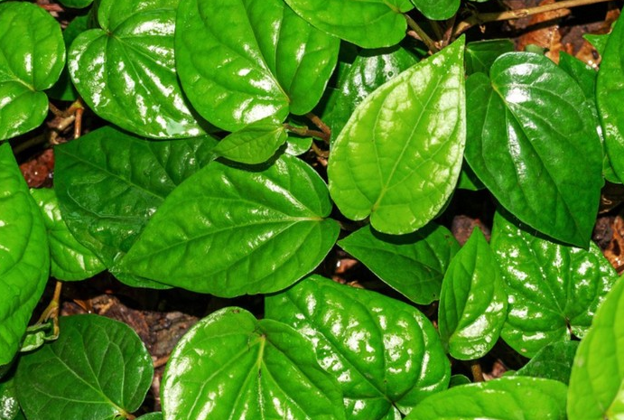 Nổi mẩn ngứa ở bắp chân là do những nguyên nhân nào? 3